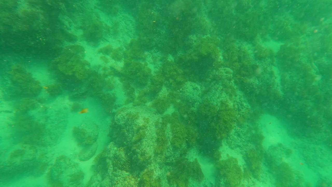 Underwater seabed with algae-covered rocks in green water