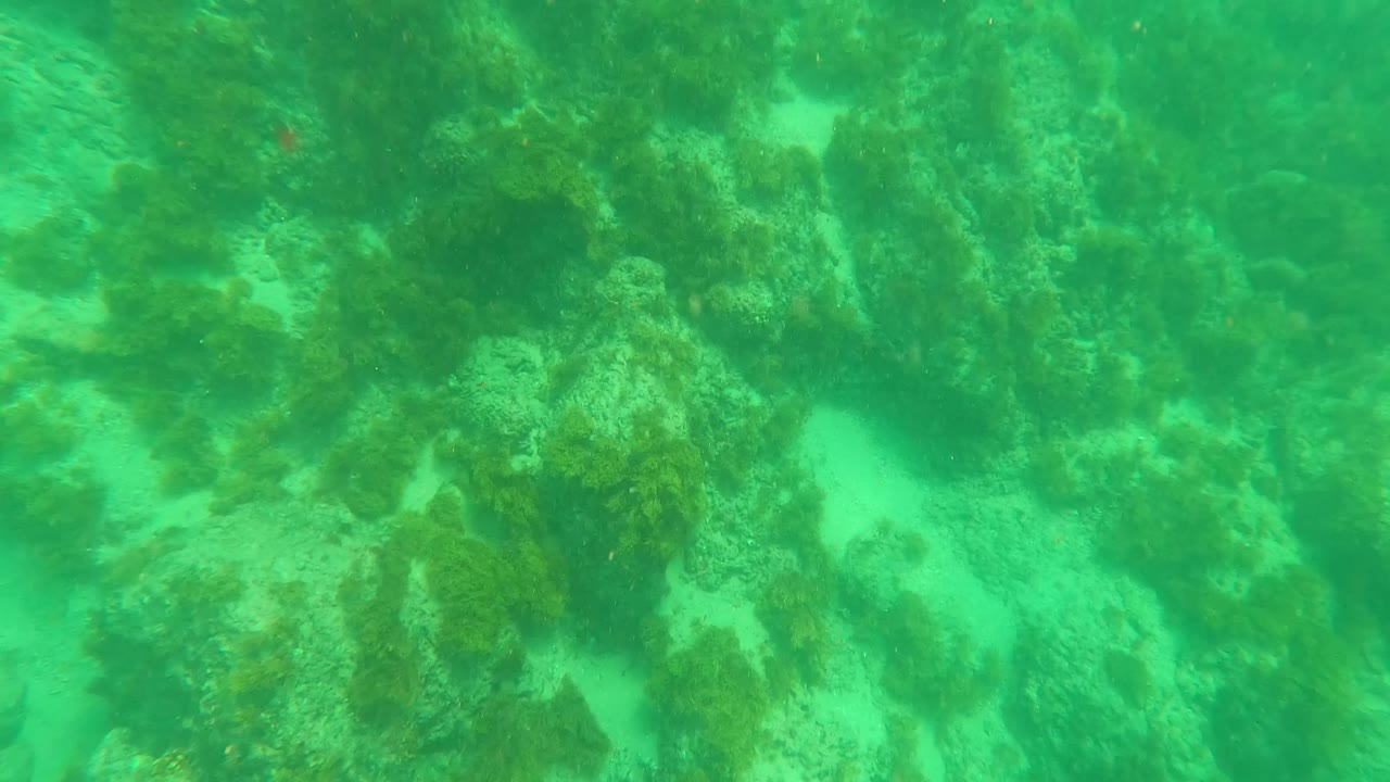 Underwater frame in Los Barriles, Baja California Sur, with darker algae patches, sandy gaps, and small fish barely visible in the green water, no visible people.
