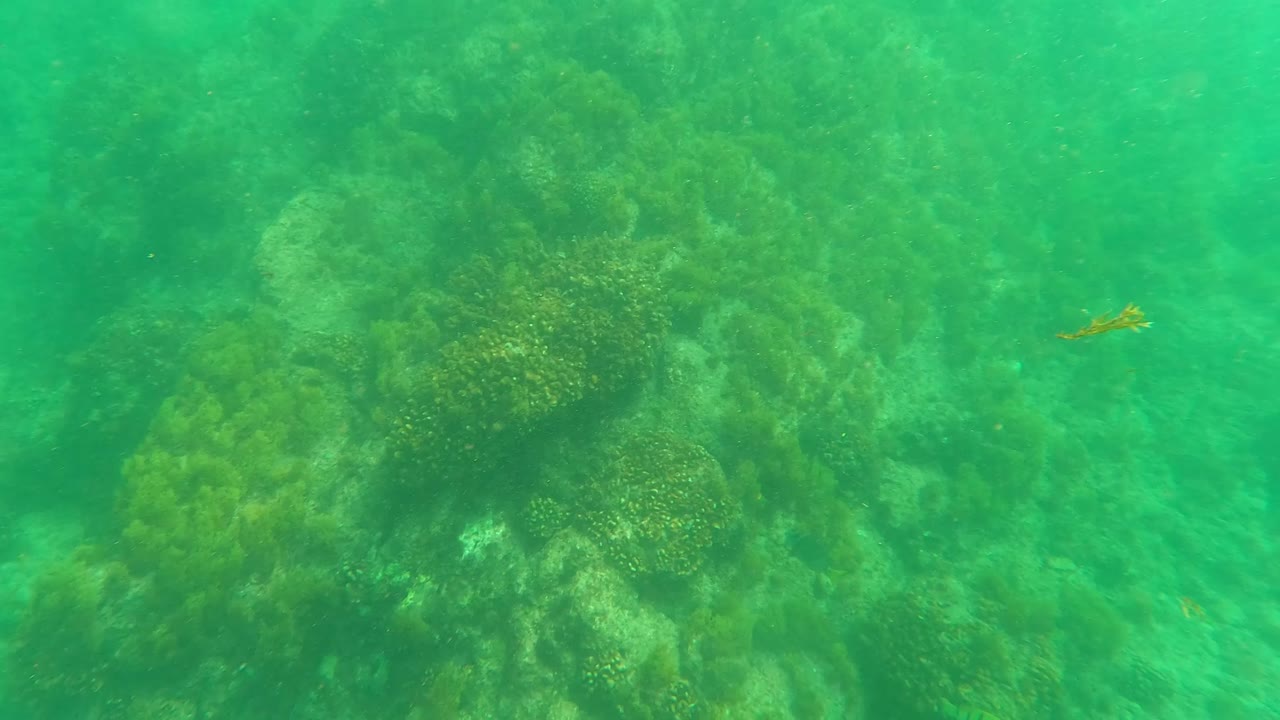 Underwater coral and seaweed on a green ocean floor