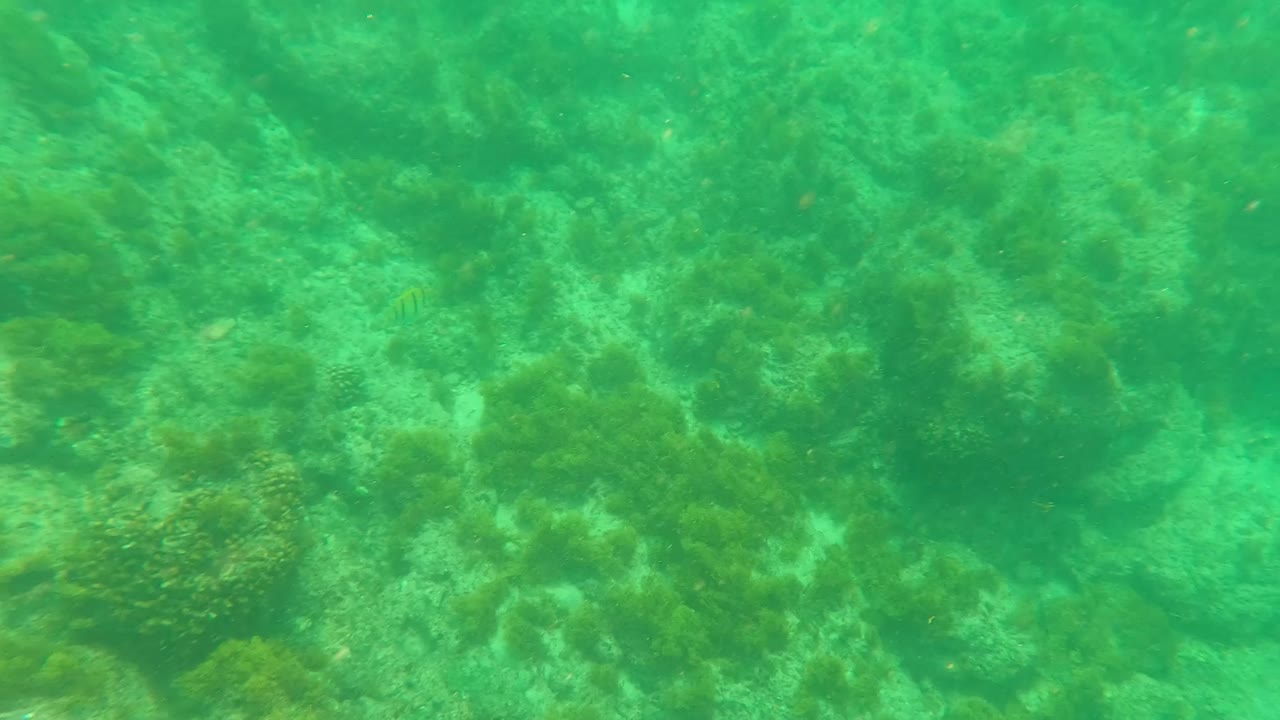 A small fish appears over coral and seaweed on the Los Barriles ocean floor, with green water and no visible people in the frame.