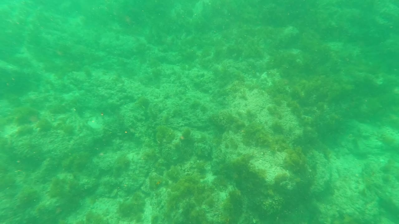 Green underwater light covers a textured Los Barriles seabed with coral, algae, and seaweed, and no visible people are present.