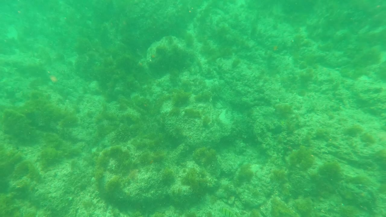 The lower-left portion of the underwater scene shows rocky seabed, seaweed, and algae in green Los Barriles water with no visible people.