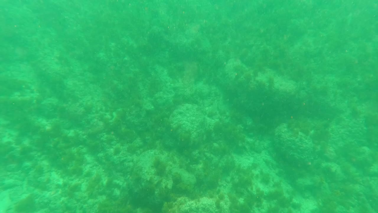 Green underwater view of rocky coral seabed