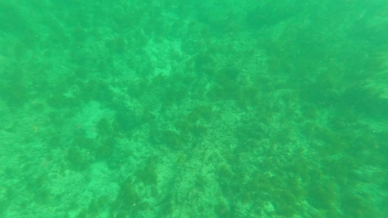 Later underwater frame from Los Barriles, Baja California Sur, with coral and rock shapes across the bottom and no visible people.
