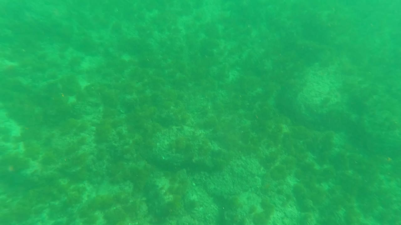 Opening underwater frame in Los Barriles, Baja California Sur, showing green-tinted water over algae-covered rocks with ripples near the surface and no visible people.