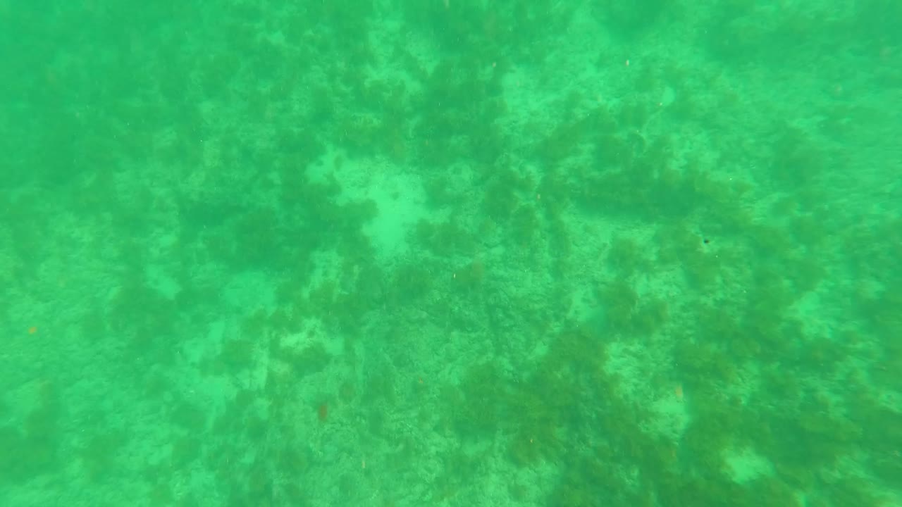 Clear green water reveals a mottled algae and coral seabed in Los Barriles as the opening bubbles fade, with no visible people.