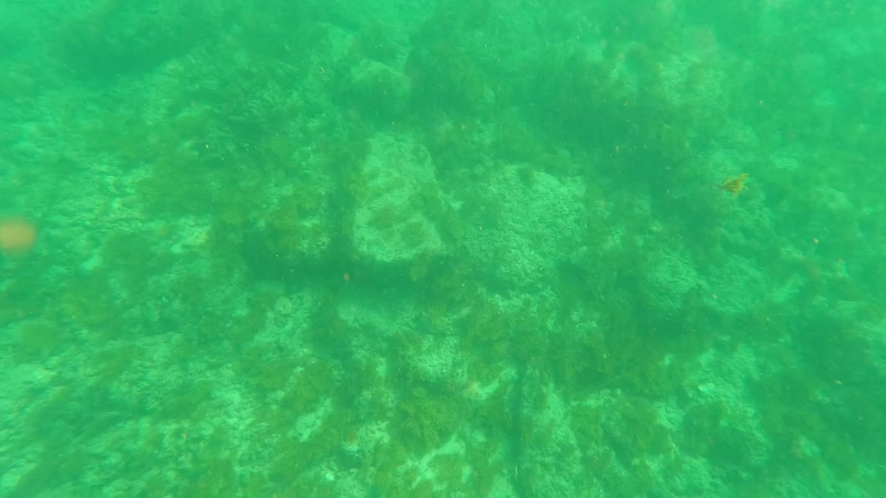 Green underwater view of rocky seabed and algae