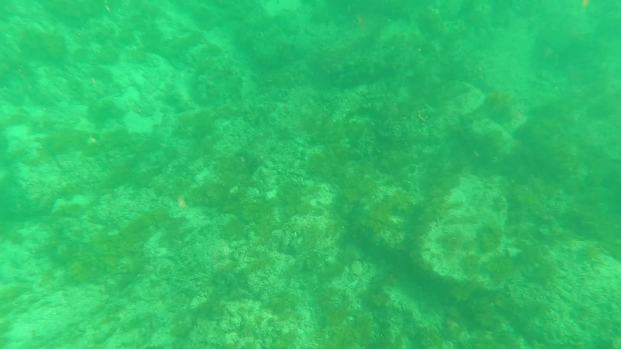 Rocky seabed remains visible through green water in Los Barriles, Baja California Sur, with algae patches and no visible people.