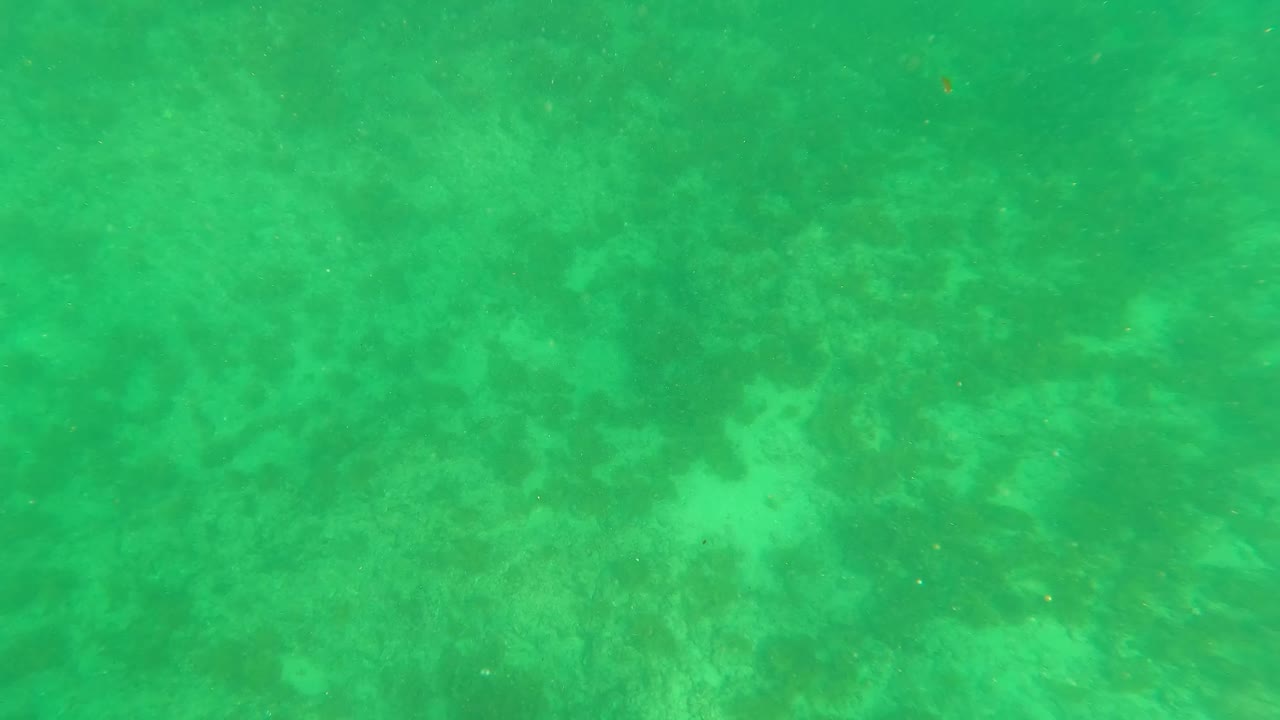 Green underwater view of mottled seabed with algae patches.
