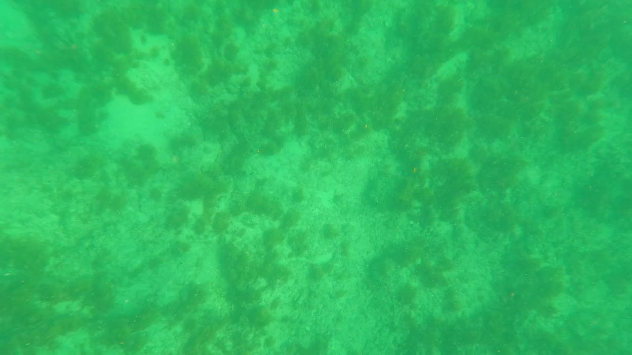 Third frame holds on darker mottled coral and algae areas beneath green water in Los Barriles, Baja California Sur, with no visible people.