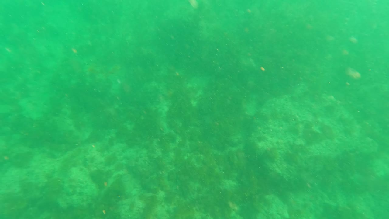 Submerged green water in Los Barriles BCS Mexico, with the rocky seabed below and a small piece of seaweed or kelp near the upper frame, no visible people.