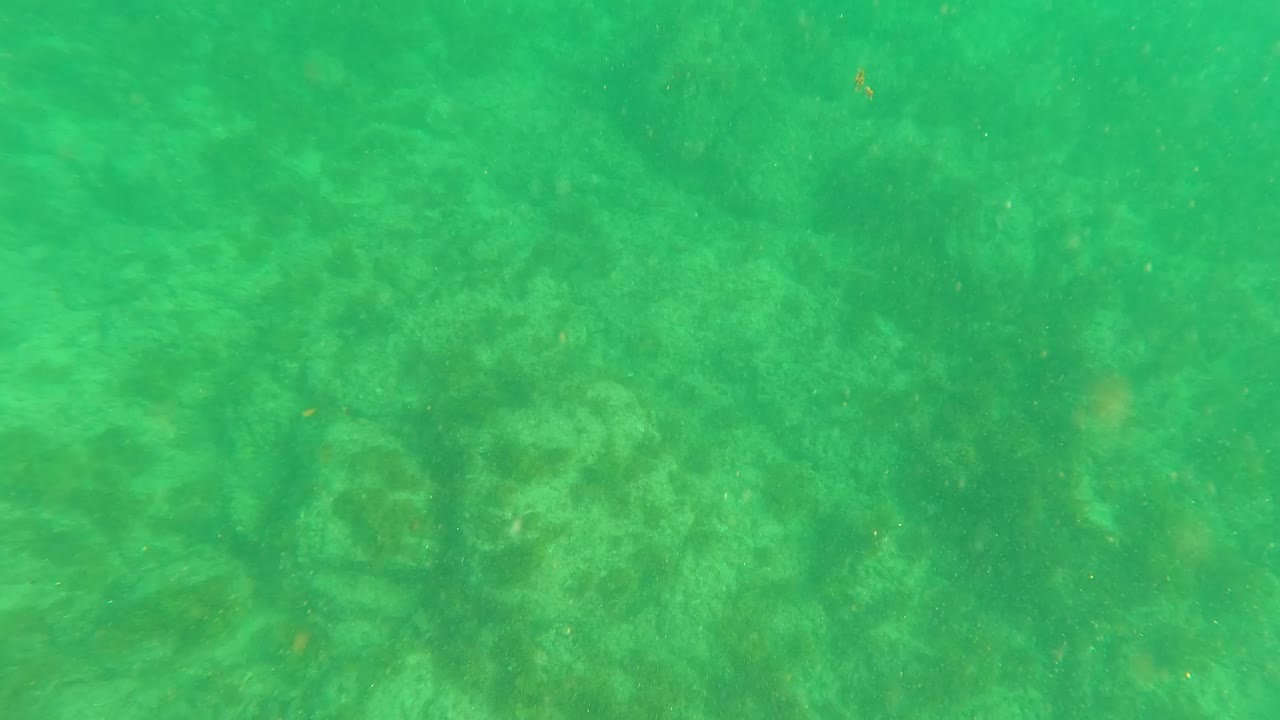 Green seabed view with soft underwater haze