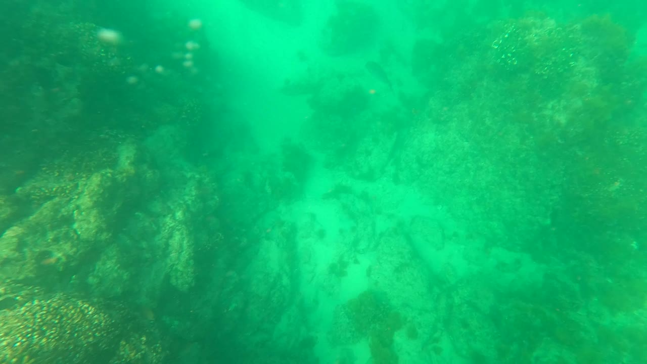Green underwater view of rocky seabed and algae