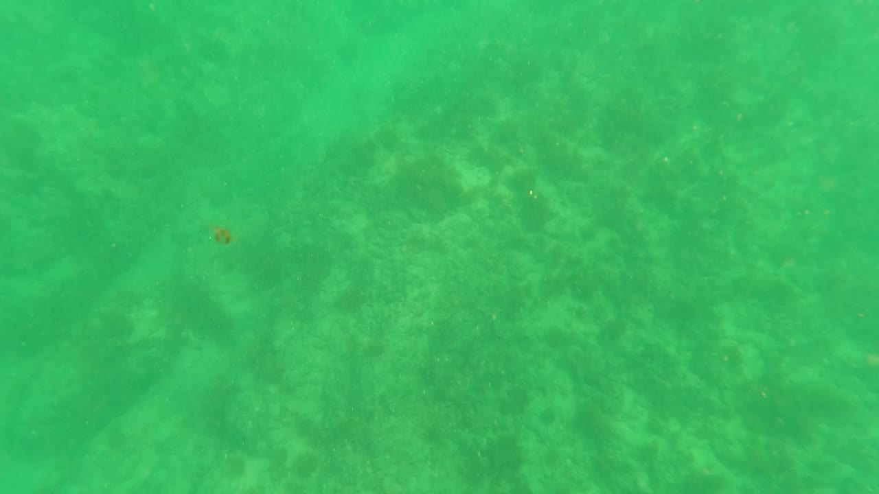 Green underwater view over coral seabed