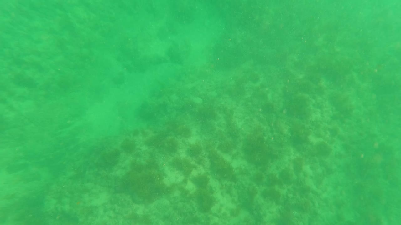 Mid-early underwater frame in Los Barriles with green water, coral patches, and faint marine specks over the seabed, with no visible people.