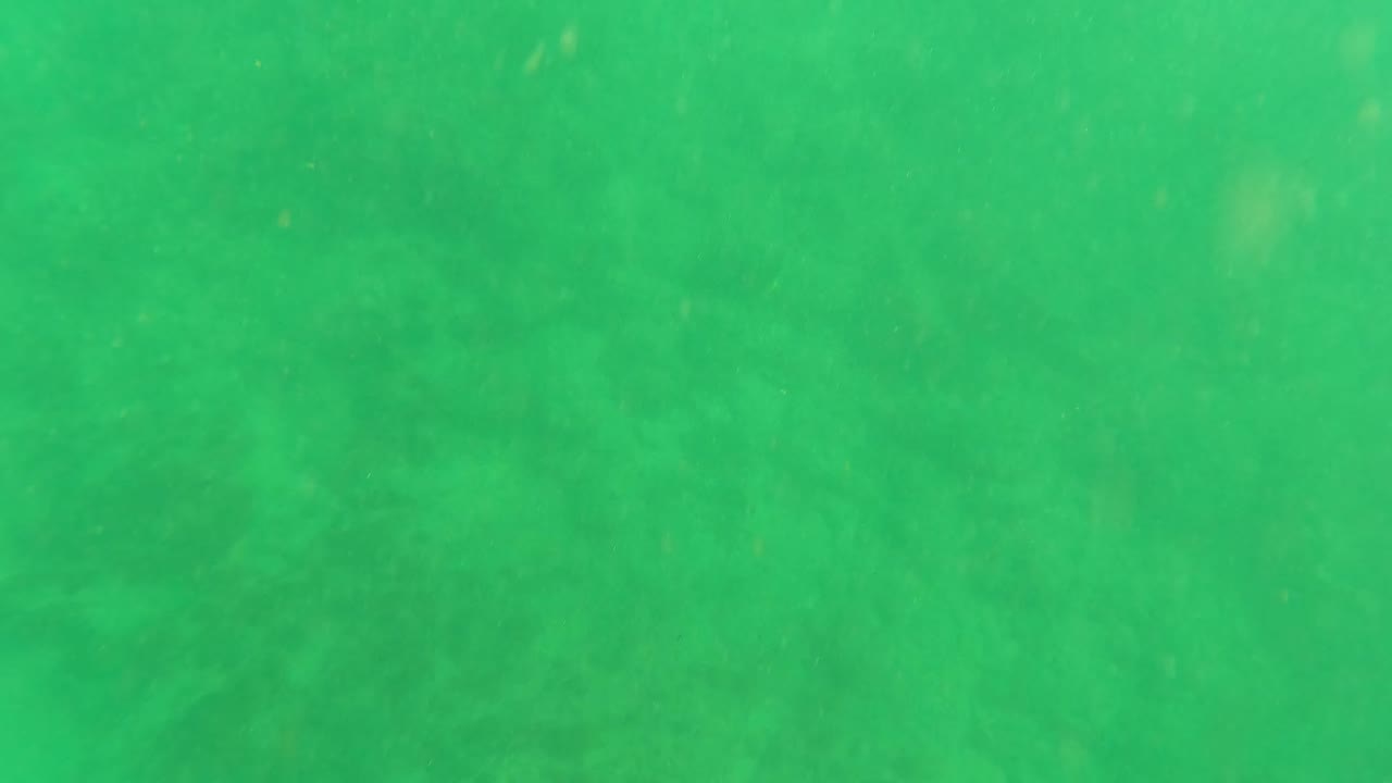 Green underwater view over a sandy seabed