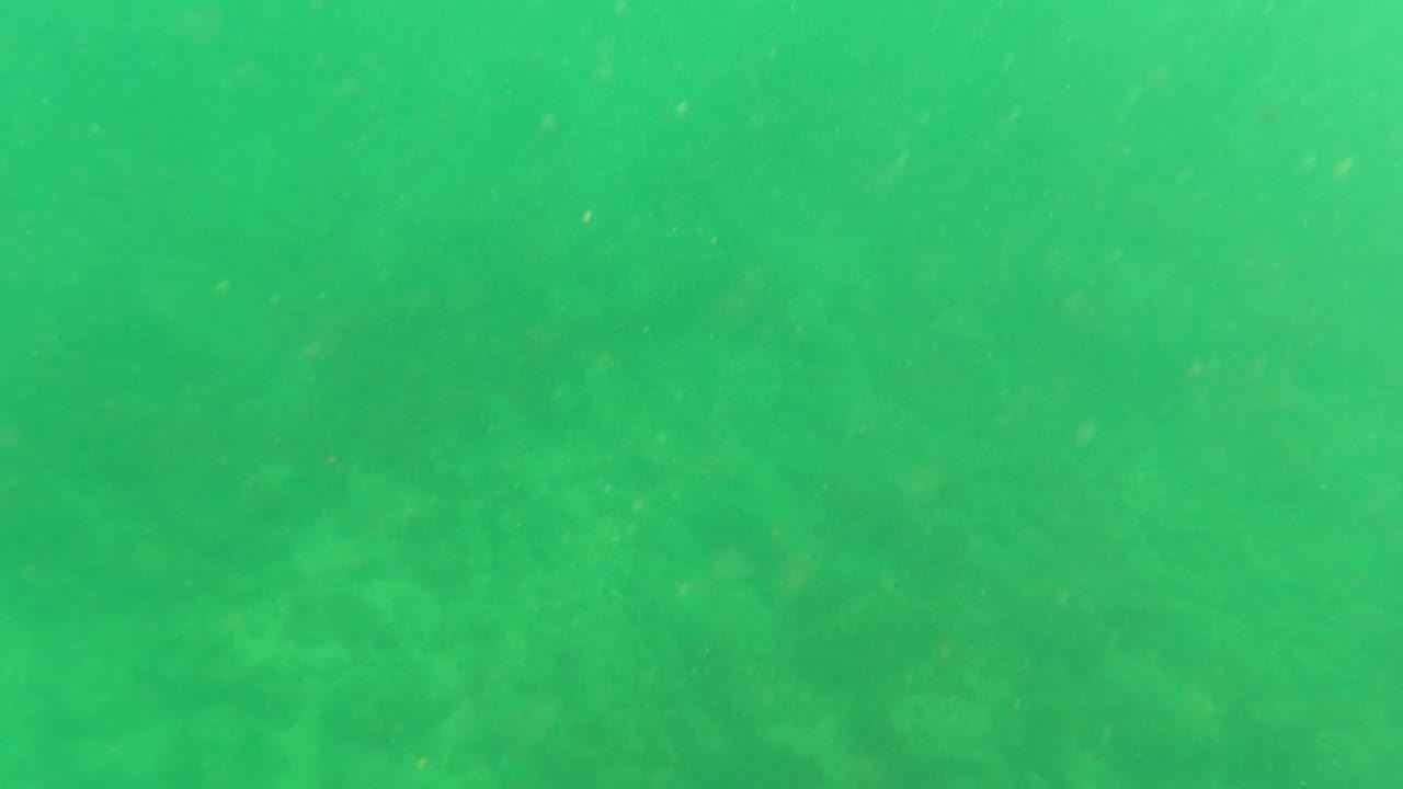 Green underwater view with faint seabed shapes and suspended particles.