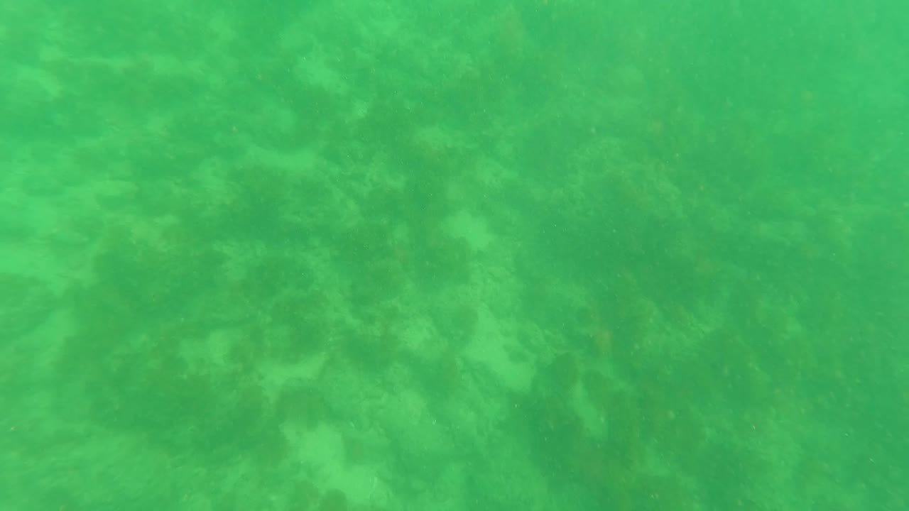 Mid-clip underwater view from Los Barriles, Baja California Sur where murky green water obscures much of the seabed, with no visible people.