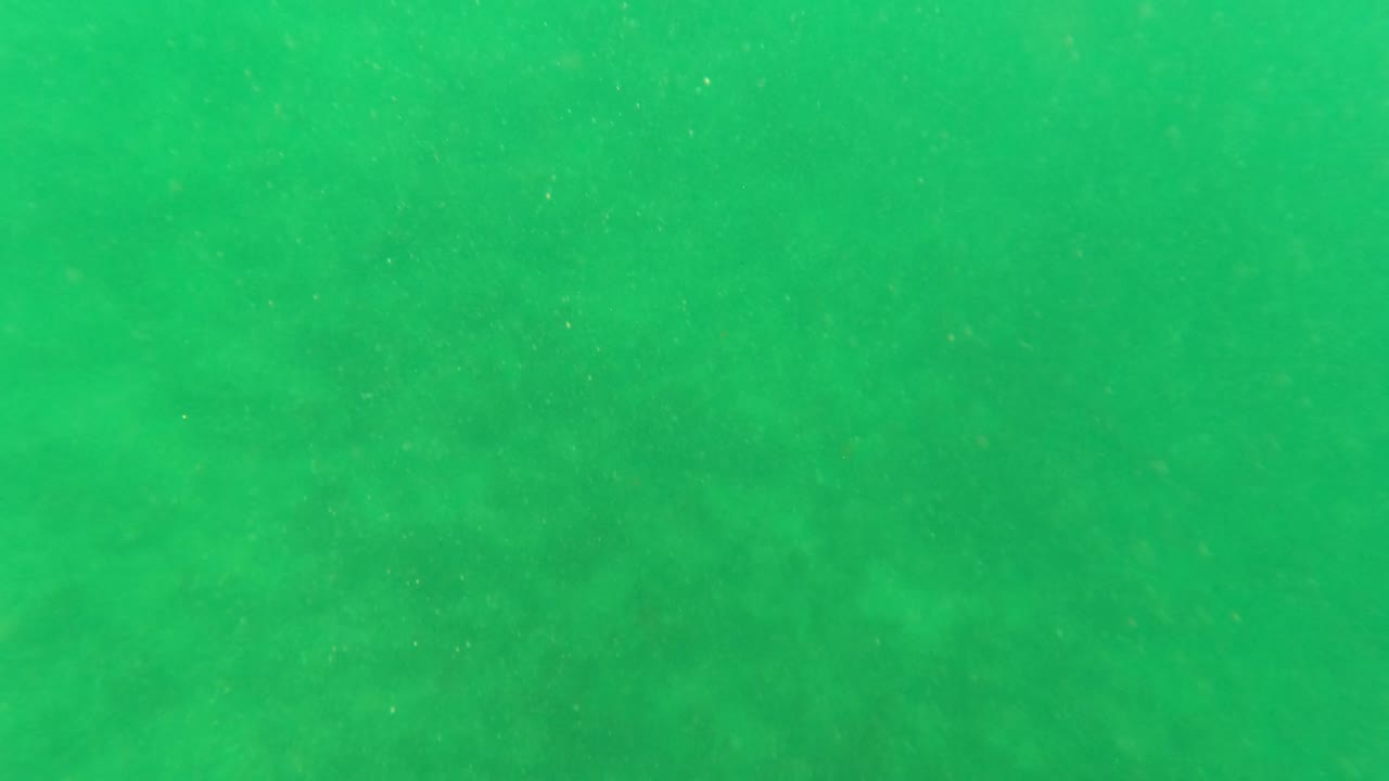 Green underwater view over a soft ocean floor