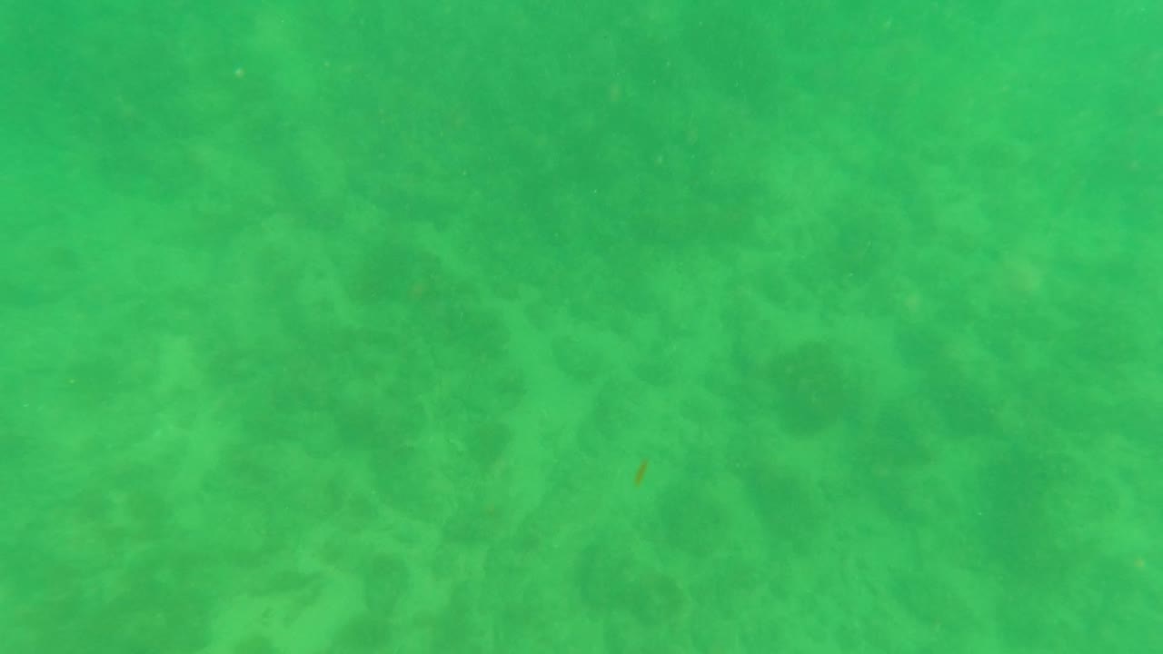 Green underwater seabed frame from Los Barriles, Baja California Sur, with darker mottled areas visible through cloudy water and no visible people.