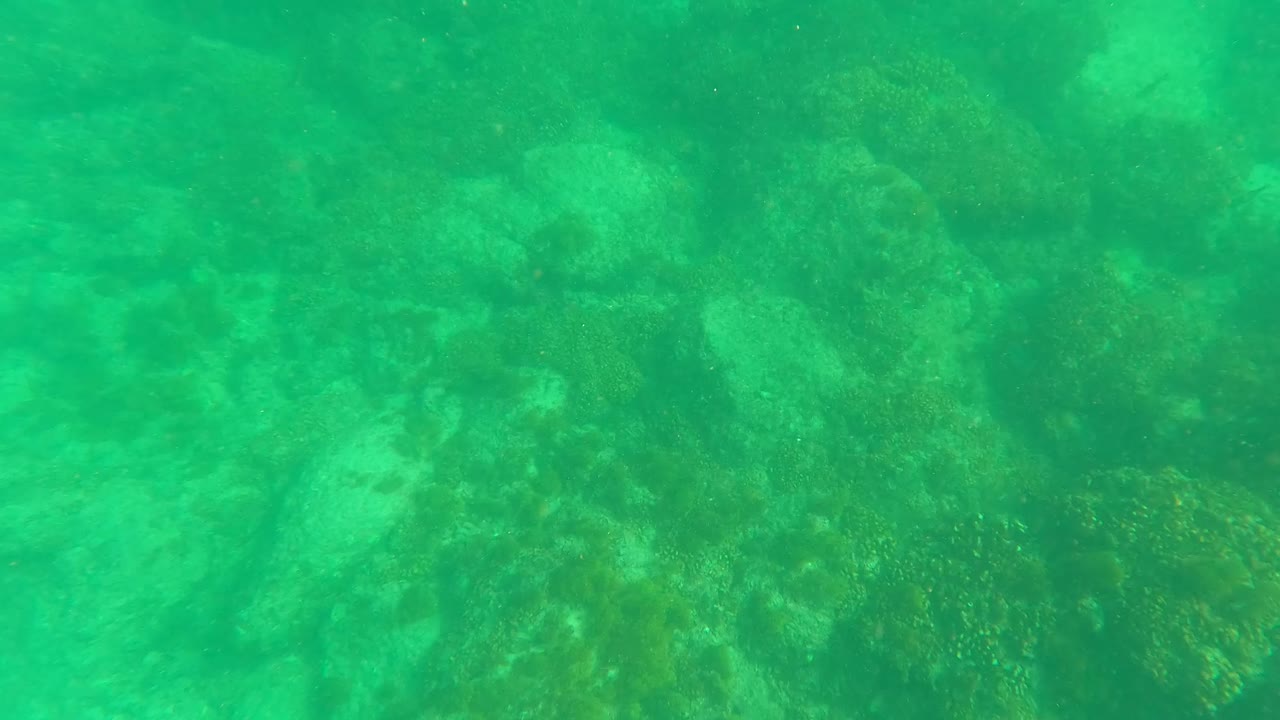 Green underwater view of coral-covered rocks and pale seabed