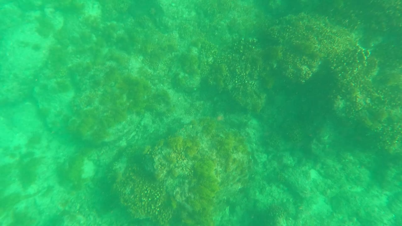 Second frame in Los Barriles, Baja California Sur, with yellow-speckled coral on rocks, sandy gaps, and green water haze, with no visible people.