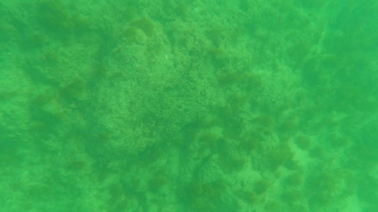 Underwater frame from Los Barriles, Baja California Sur, with the rocky ocean floor visible beneath green-tinted clear water and no visible people.