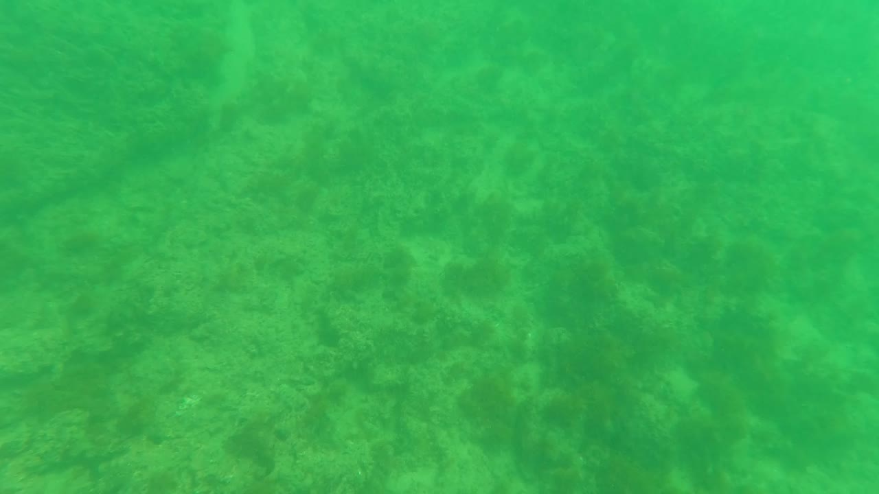 Mid-clip underwater view in Los Barriles, Baja California Sur, showing mottled rocks and algae-like marine growth under green water, with no visible people.