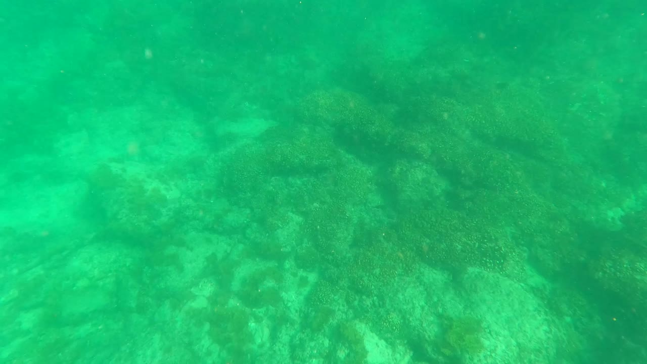 Turquoise underwater view of rocks and marine vegetation