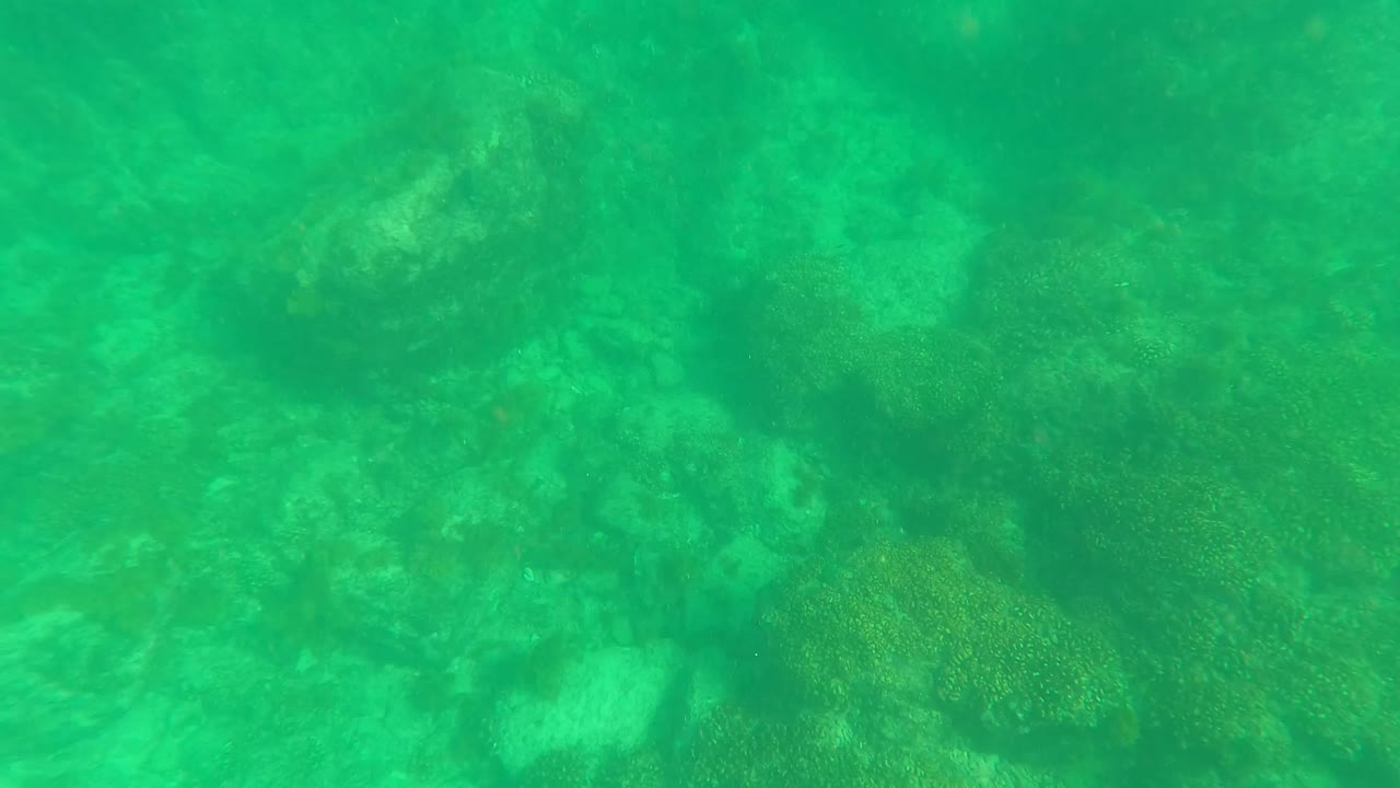Underwater view in Los Barriles, Baja California Sur, with green water over rocky seabed and scattered coral-like patches, no visible people.