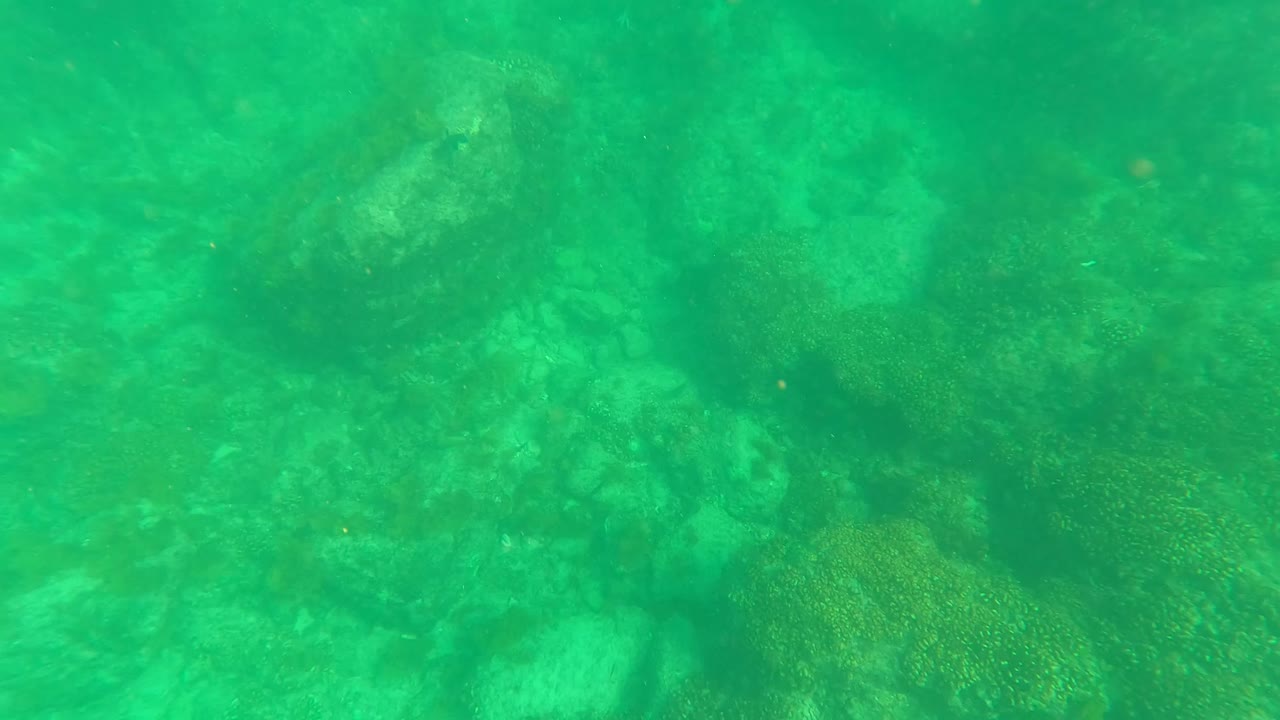 Rocky seabed with coral patches beneath green water.
