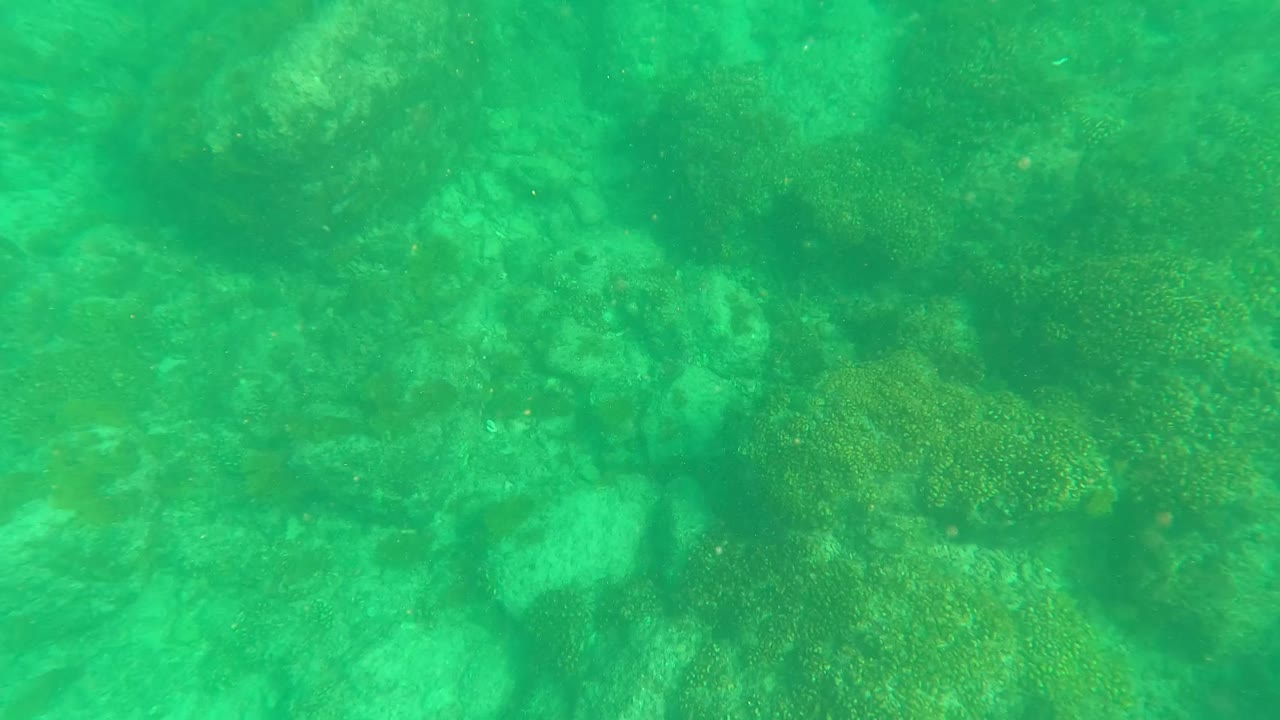 Los Barriles underwater view with mottled rock formations, green water, and a few faint small fish crossing the reef area, no visible people.