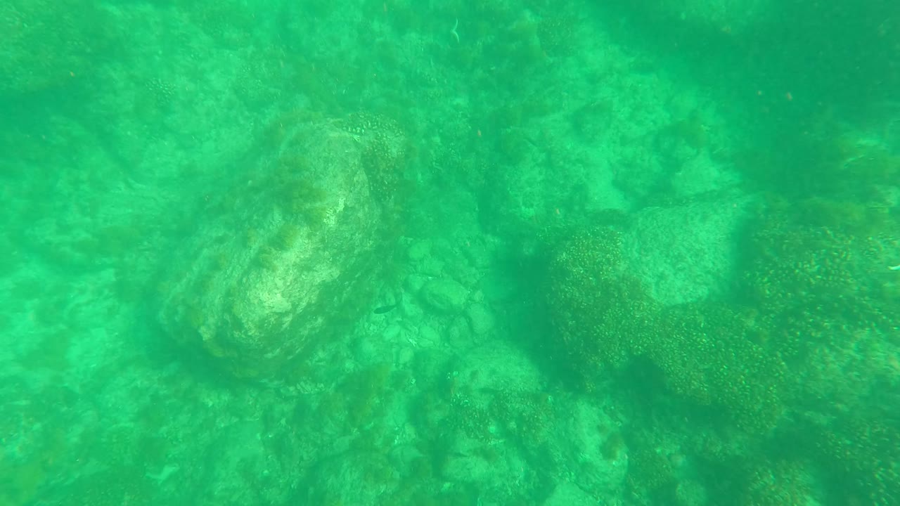 Opening frame of a green underwater seabed in Los Barriles, Baja California Sur, Mexico, with a giant clam low in frame, rocks and marine vegetation behind it, and no visible people.