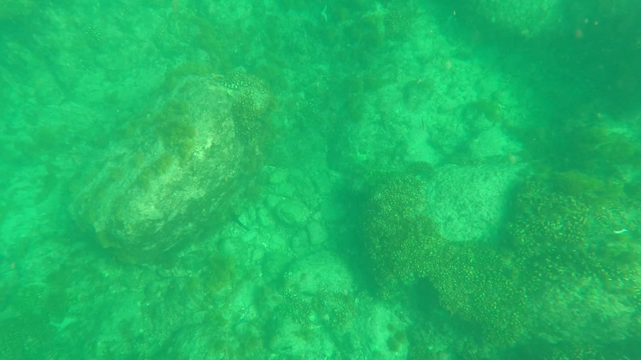 A giant clam remains visible on the ocean floor in Los Barriles, Baja California Sur, Mexico, with small fish near the rocks and no visible people.