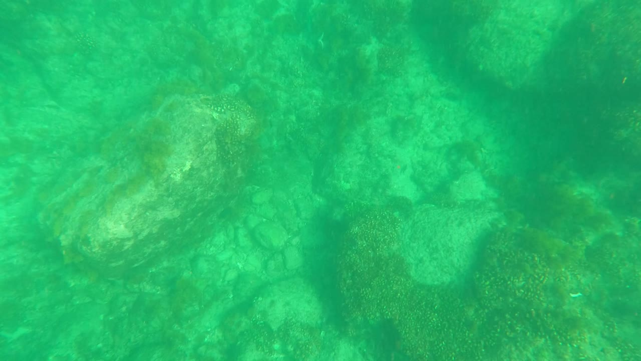 Mid-clip frame in Los Barriles, Baja California Sur, Mexico, showing the clam blended into a rocky green seabed with faint small fish and no visible people.