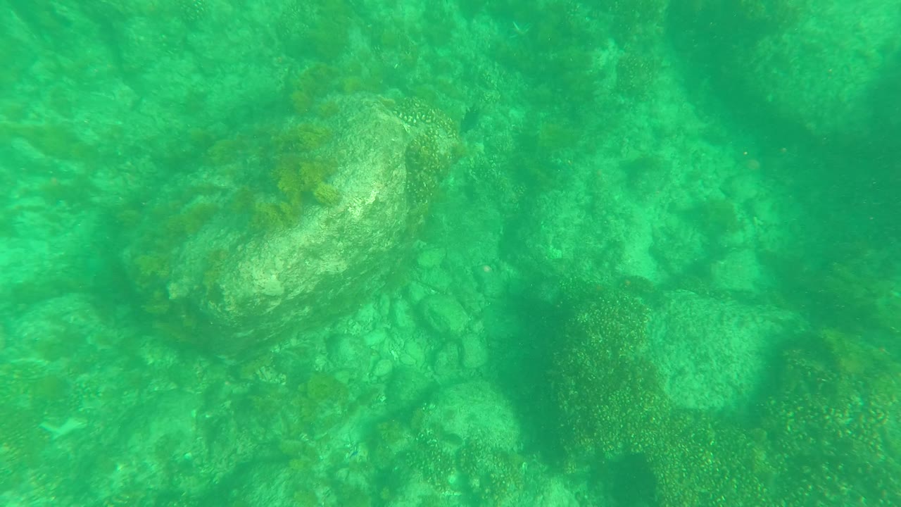 Sea turtle near the left side of the frame over rocks and algae in green water at Los Barriles, Baja California Sur, with no visible people.