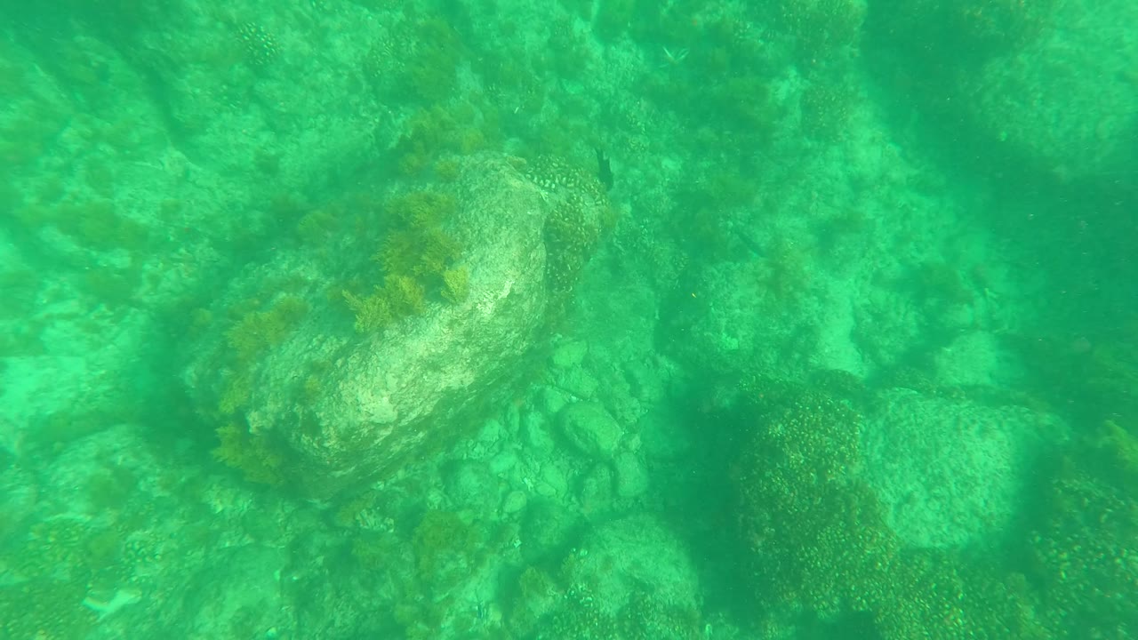 Sea turtle farther across the rocky seabed in clear green water at Los Barriles, Baja California Sur, with algae-covered rocks and no visible people.