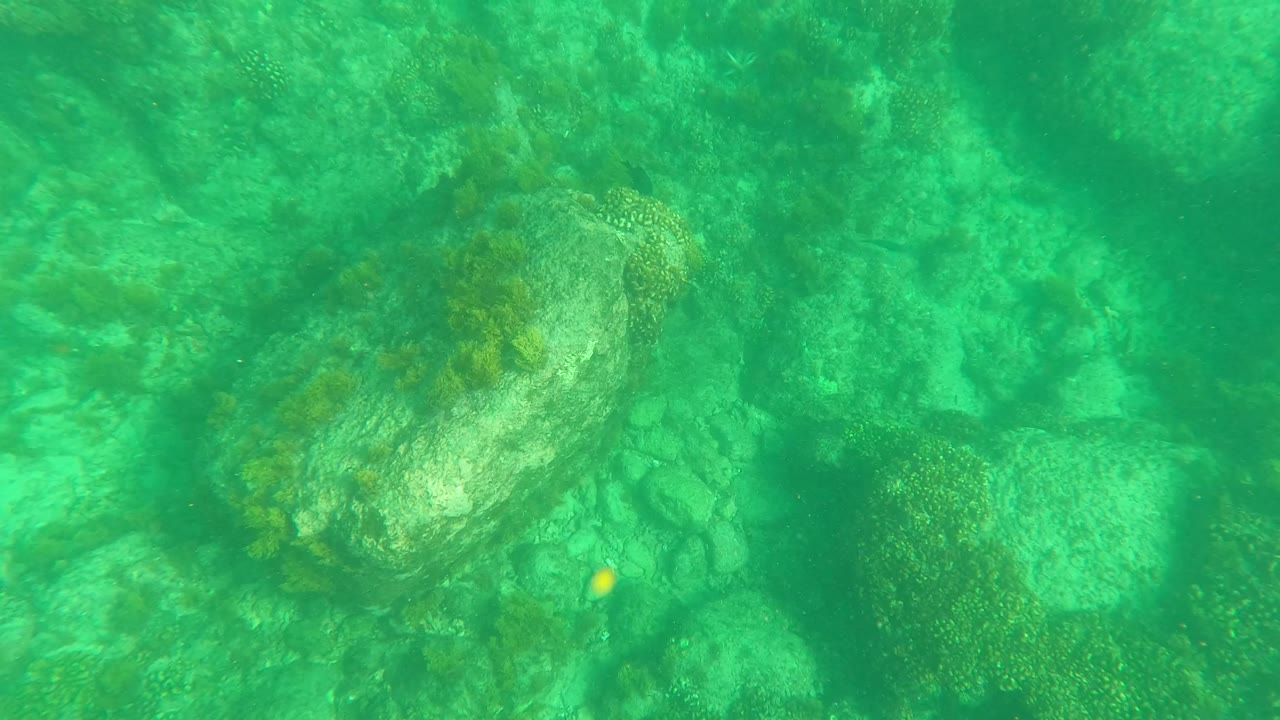 Sea turtle near the middle of the underwater frame above pale rocks, seaweed, and green water in Los Barriles, Baja California Sur, with no visible people.