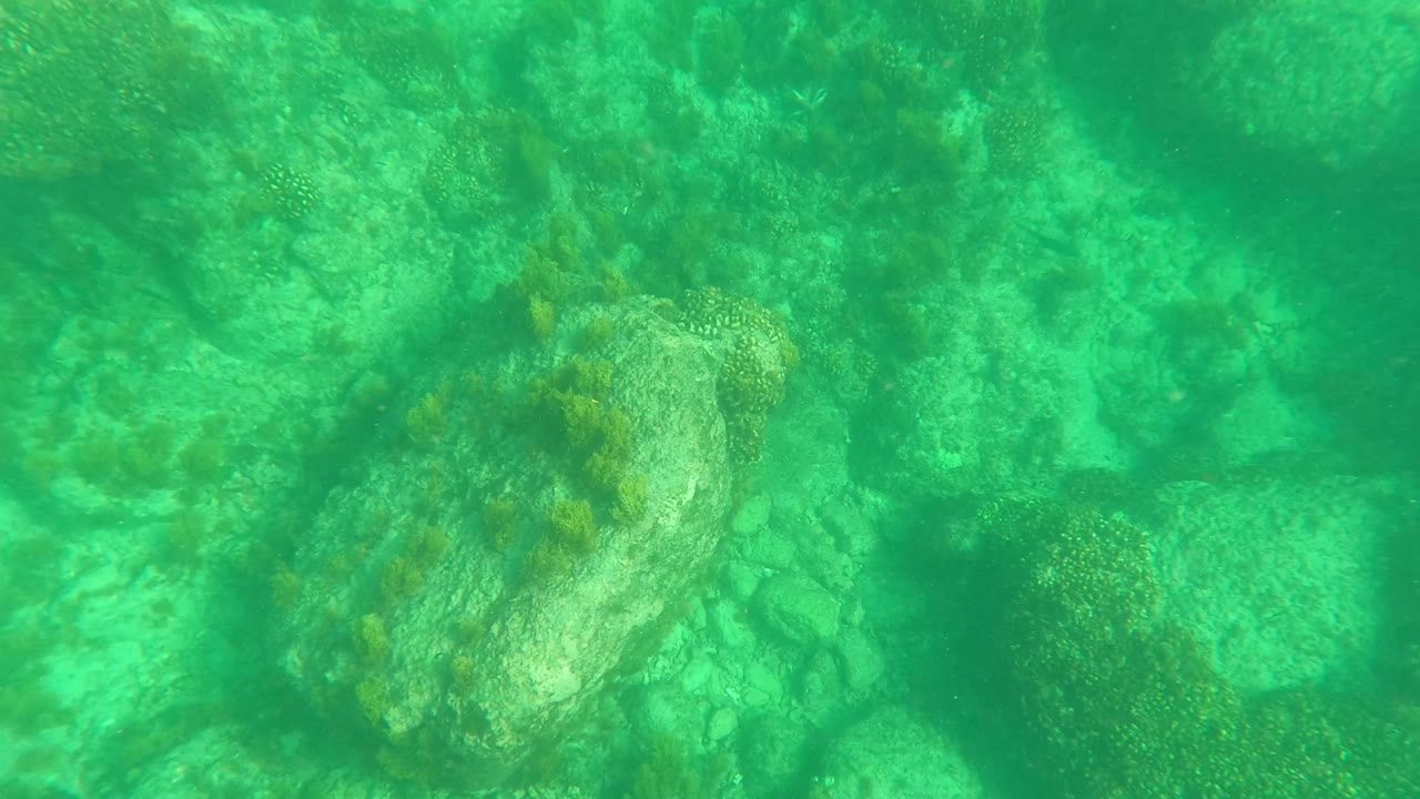 Sea turtle near rocky seabed with green water