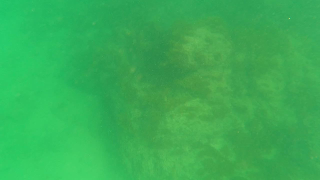 Green underwater view of algae-covered rocks on the seabed.