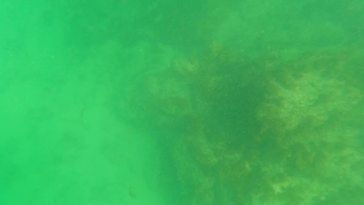 Mid-clip underwater frame from Los Barriles with mottled algae-covered rocks fading into the green water and no visible people.