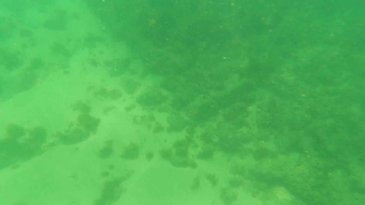 Los Barriles underwater seabed view with algae-covered rock clusters, pale sand channels, green water, and no visible people.