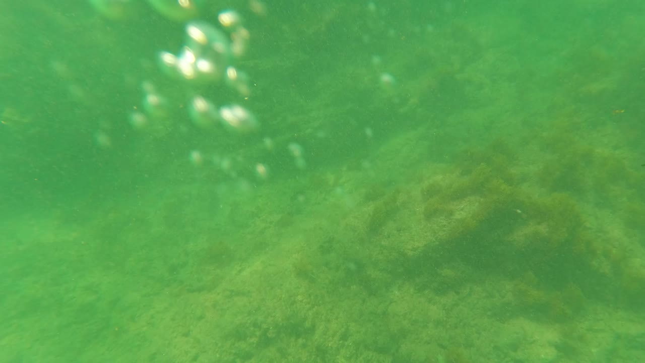 Underwater view in Los Barriles, Baja California Sur, showing green water over a rocky algae-covered seabed with no visible people.
