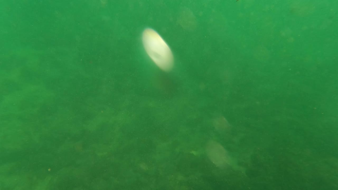 Green underwater frame from Los Barriles, Baja California Sur, with hazy suspended water, faint seabed forms, and pale light patches near the surface.