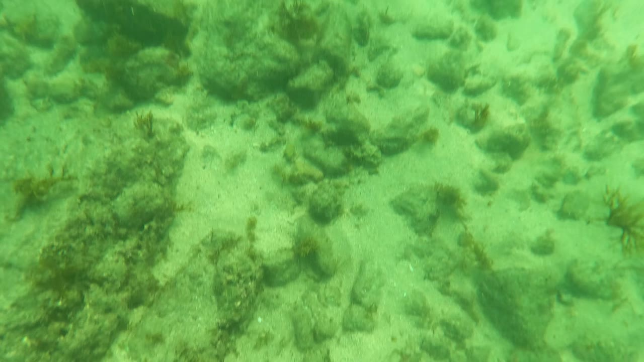 Underwater Los Barriles seabed with scattered stones, pale sand, small seaweed clumps, and no visible people.
