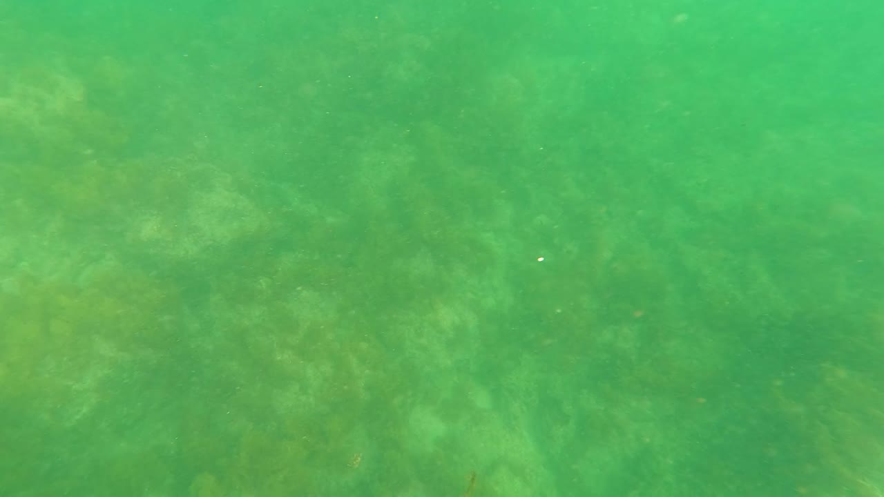 Los Barriles underwater view with hazy green water, mottled rocks, and faint seaweed patches spread across the ocean floor, with no visible people.