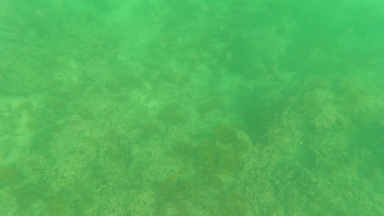 Green underwater view of algae-covered seabed