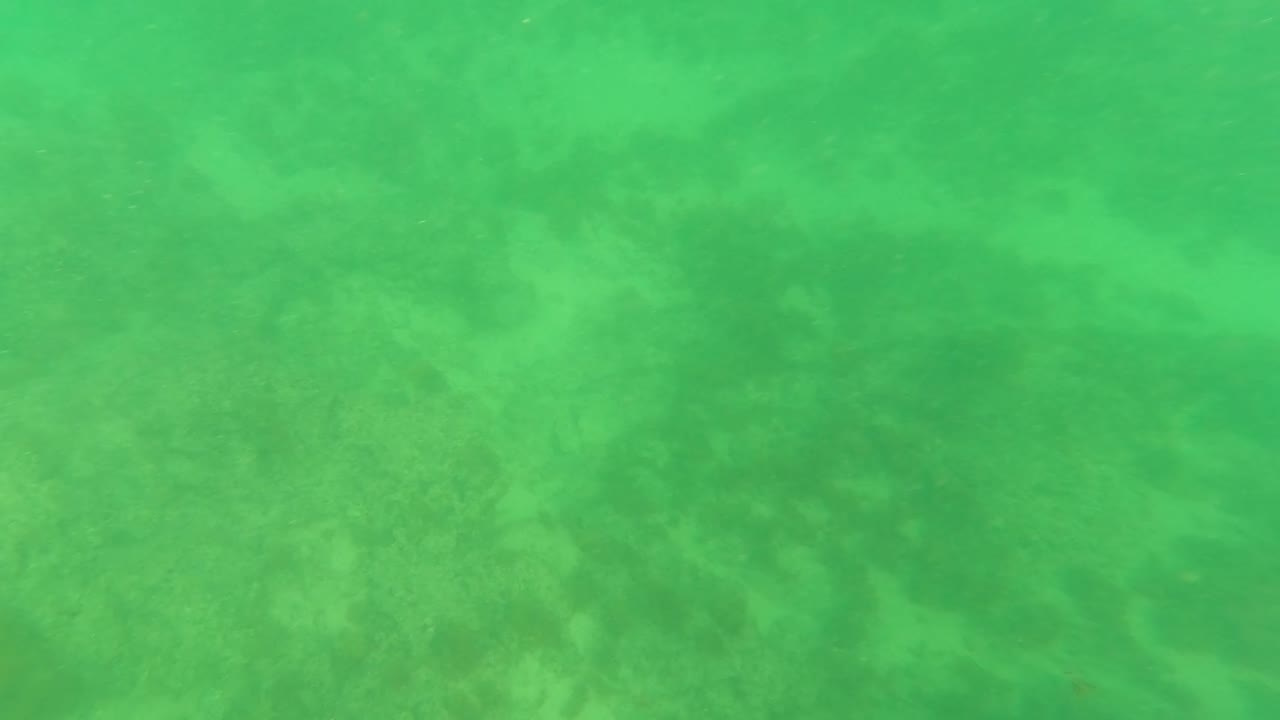 Shallow green water overlays darker seabed plant patches in Los Barriles, Baja California Sur, with no visible people.