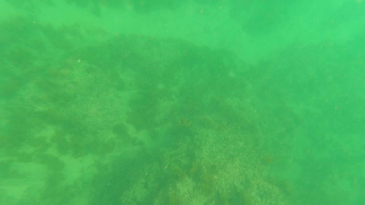 Hazy underwater frame from Los Barriles, Baja California Sur showing algae and uneven seabed texture, with no visible people.