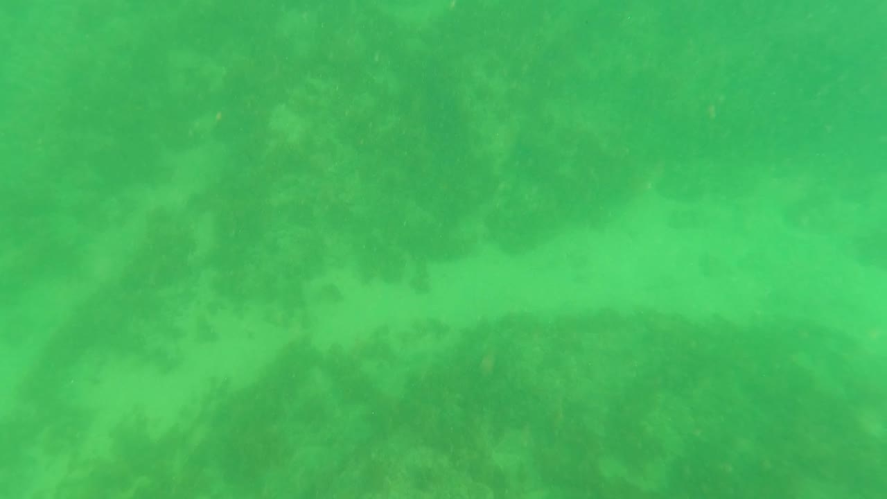 Green ocean-floor view in Los Barriles, Baja California Sur with submerged marine vegetation and no visible people.